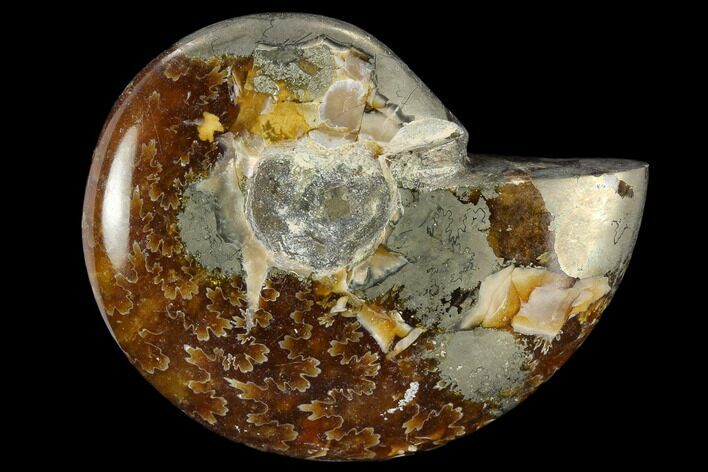 Polished, Agatized Ammonite (Cleoniceras) - Madagascar #119250
